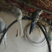 مرغ عشق و فنچ