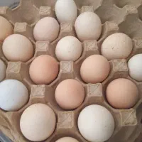 تخم مرغ محلی