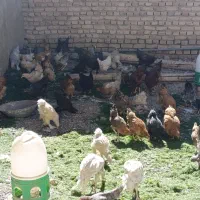 فروش چندتا خروس