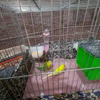 یک جفت مرغ عشق فروش و معاوضه|پرنده|اردبیل, |دیوار