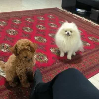 پودل و پامر نر هردو وارداتی