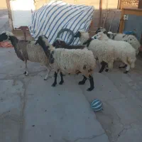 میش زاییده|حیوانات مزرعه|رفسنجان, |دیوار