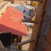 سه تا کبوتر پرشی|پرنده|اسفراین, |دیوار