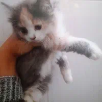 بچه گربه