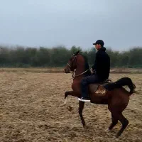 نریان دو سر کرد|اسب و تجهیزات اسبسواری|رشت, گلسار|دیوار