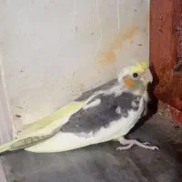 جوجه عروس هلندی