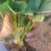 نشا توت فرتگی کاماروسا