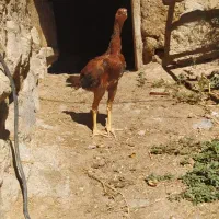 لاری جوجه