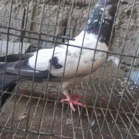 کفتر پاکستانی ماده  قیمت ۶۰۰