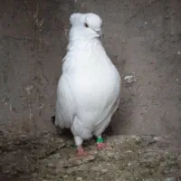 کبوتر ماده|پرنده|آق قلا, |دیوار