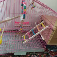 عروس هلندی|پرنده|پیرانشهر, |دیوار