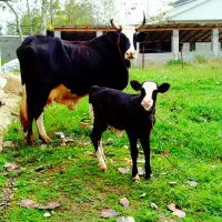 گاو چالوسی شیری با گوساله