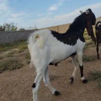 فروش گوسفند نژاد دار اصیل کاموری