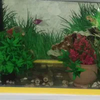 اکواریم