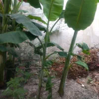 نهال موز بزرگ