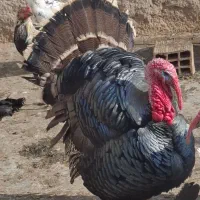 فروش بوقلمون محلی|حیوانات مزرعه|الوند, |دیوار