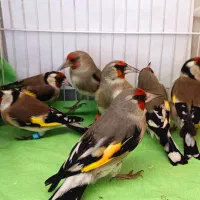 سهره کرمانی نر ضمانتی وچها گل