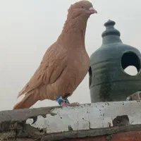 کفتر زردی ماده