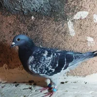 پولک مسافتی|پرنده|بجستان, |دیوار