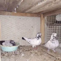 کفتر|پرنده|کاشان, درب اصفهان|دیوار