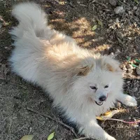 سگ پاکوتاه پامرانیان|سگ|قائم‌شهر, |دیوار