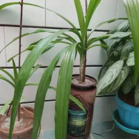 گل دیفن باخیا