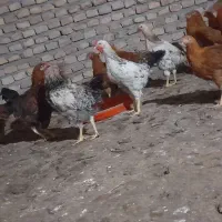 مرغ و خروس اصل محلی