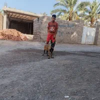 معامله