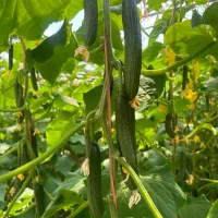 رعیت یا کارگر جهت گلخانه خیار محدوده قرچک