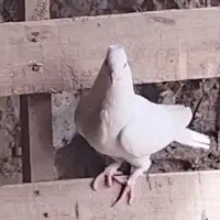 کبوتر|پرنده|تفت, |دیوار