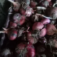 پیاز تازه امسال ۲۰ کیلو و پیاز ترشی