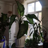 گل دیفن باخیا|گل و گیاه طبیعی|بجنورد, |دیوار