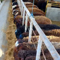 نیازمند کارگر دامداری