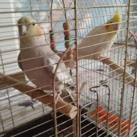 یک جفت عروس هلندی