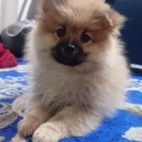 سگ پامر خرسی|سگ|شیراز, ارم|دیوار