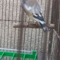 سهره دورگ کرمونی قرص|پرنده|تهران, مجیدآباد|دیوار