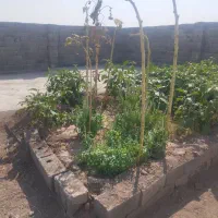 باغچه-250متری