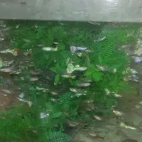 فروش ماهی گوپی به قیمت عمده