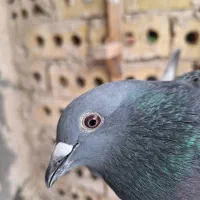 کبوتر|پرنده|شاندیز, |دیوار