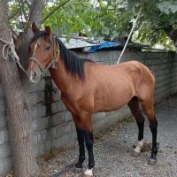 ۲ رس اسب نریان باری سواری|اسب و تجهیزات اسب‌سواری|کوهی‌خیل, |دیوار