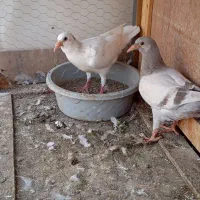 جوجه سارهفت رنگ