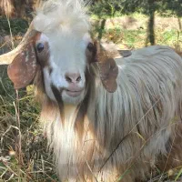 بز نر سالم مخصوص قربانی