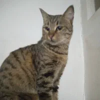 گربه خط دار راه راه|گربه|گرگان, |دیوار