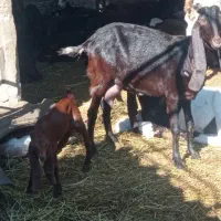 بز پاکستانی|حیوانات مزرعه|گرگان, |دیوار