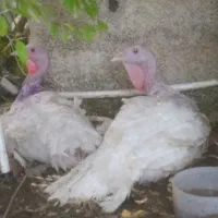 بوقلمون گوشتی ،قوغاز،اردک