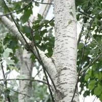 توزیع نهال کبوده