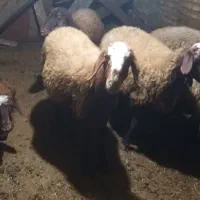 فروش گوسفند داشتی دست چین ابست