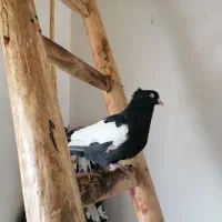 کلاغ سیاه یه کت سفید|پرنده|شاندیز, |دیوار