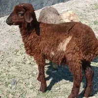 بره ماده|حیوانات مزرعه|مشهد, کلاته برفی|دیوار