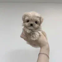 podel پودل کراس از ۶میلیون